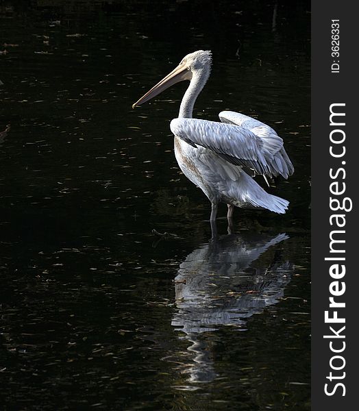 Young pelican stands in water in pond of the zoo