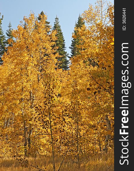 Late Afternoon in an Aspen Grove in Lake Tahoe Area, USA. Late Afternoon in an Aspen Grove in Lake Tahoe Area, USA