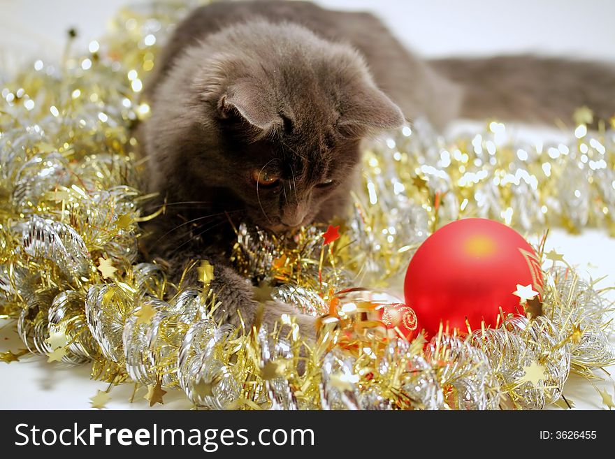 A gray kitten playing in golden and silver glittering strings with Christmas decoration pieces. A gray kitten playing in golden and silver glittering strings with Christmas decoration pieces.