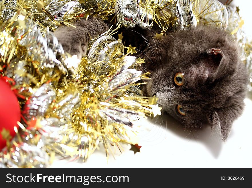 A gray kitten playing in golden and silver glittering strings with Christmas decoration pieces. A gray kitten playing in golden and silver glittering strings with Christmas decoration pieces.