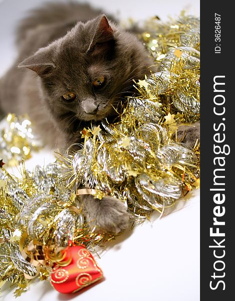 A gray kitten playing in golden and silver glittering strings with Christmas decoration pieces - heart. A gray kitten playing in golden and silver glittering strings with Christmas decoration pieces - heart.