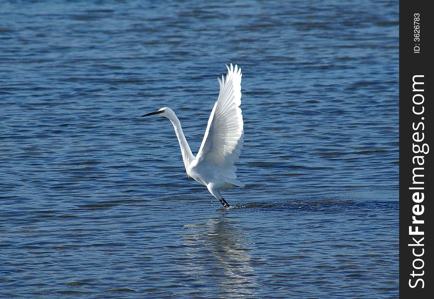 A Great white heron flying near Capoterra (Sardinia - Italy)