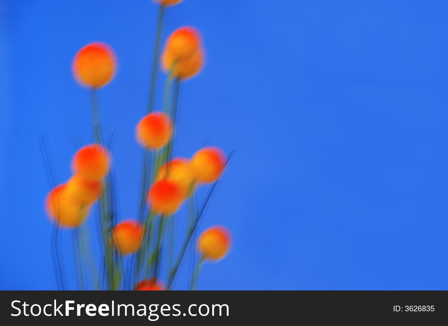 A bunch of orange flowers on a blue background. A bunch of orange flowers on a blue background