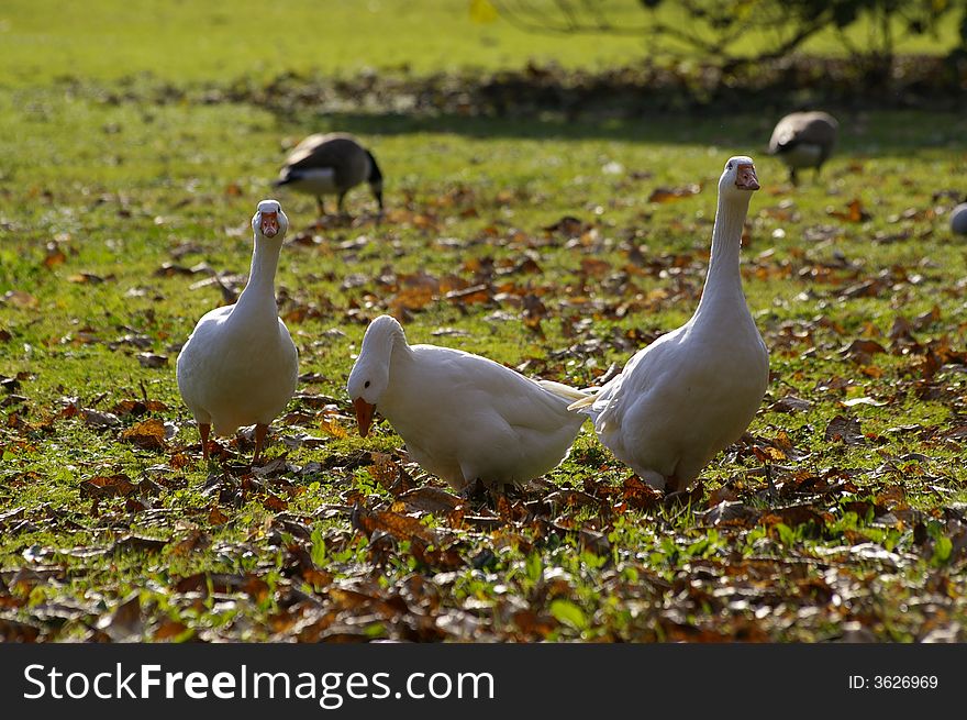 A group of three white and wild gooses. A group of three white and wild gooses