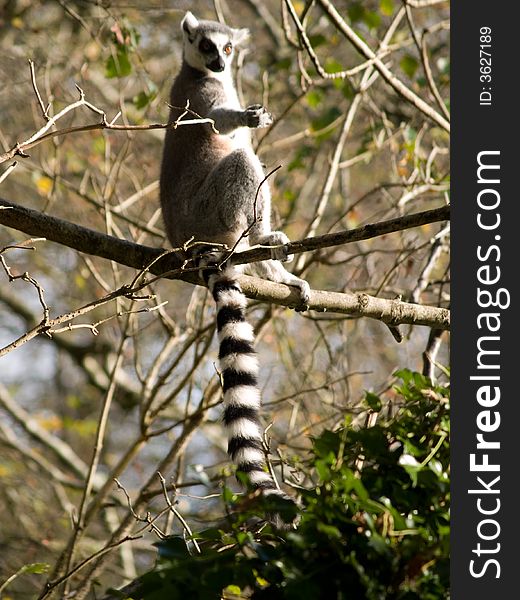 Lemur sitting on the tree