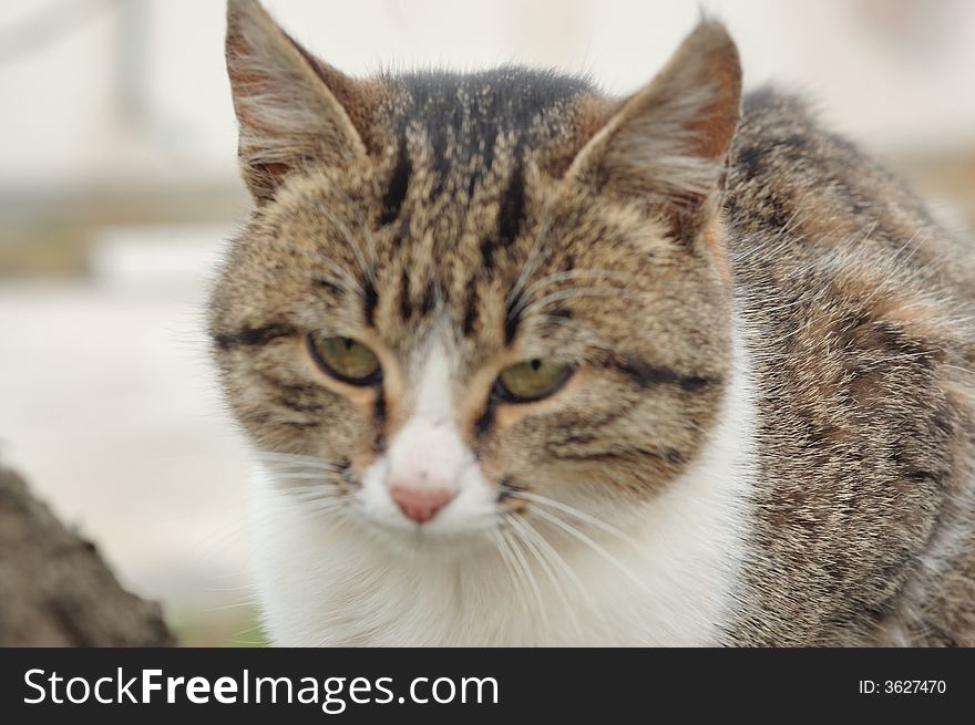 Cat On A Tree