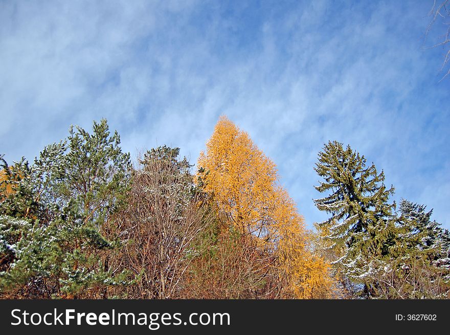 First snow in a forest on a hill