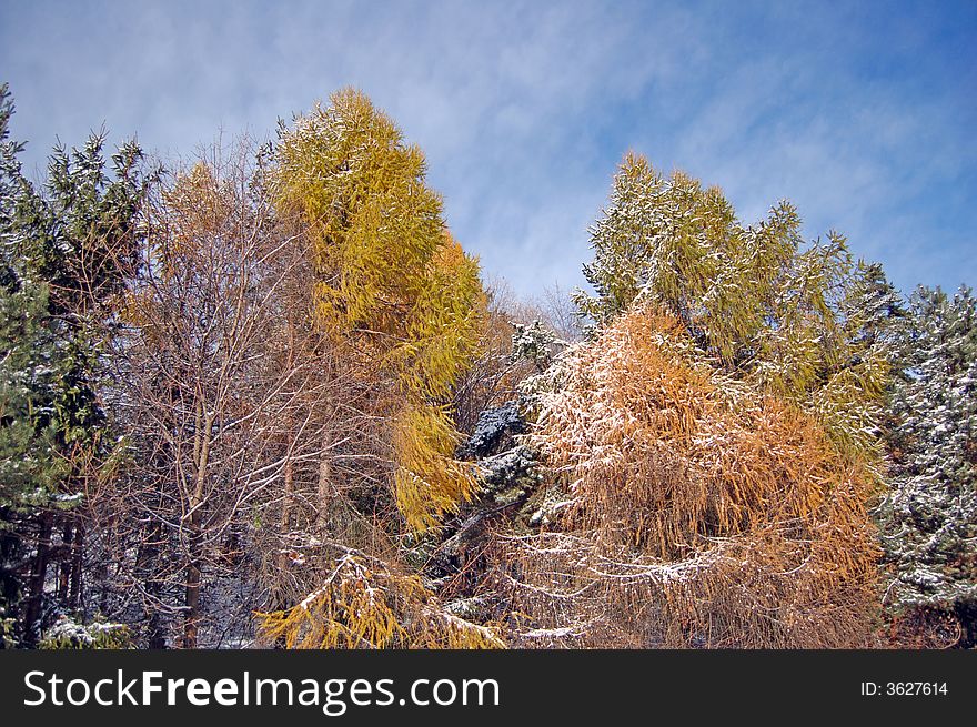 First snow on the colourful trees and a blue sky