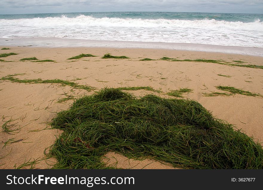 View of Vividly Colored Sea Grass on the Beach in the Caribbean. View of Vividly Colored Sea Grass on the Beach in the Caribbean
