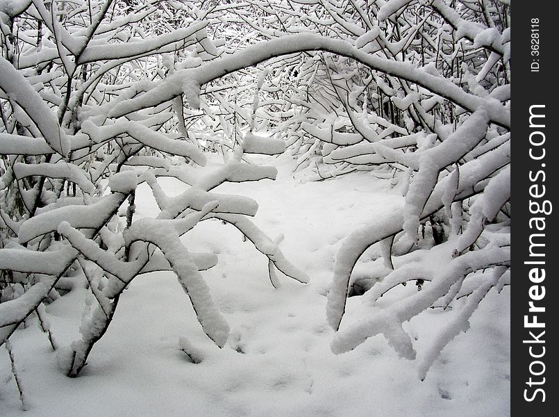 The first snow covers a fluffy coverlet of a branch of trees