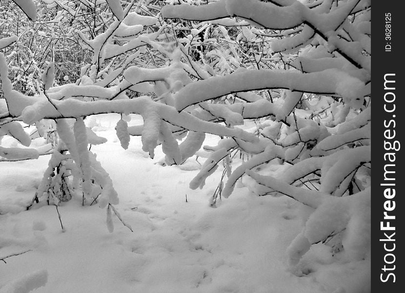 The first snow covers a fluffy coverlet of a branch of trees. The first snow covers a fluffy coverlet of a branch of trees