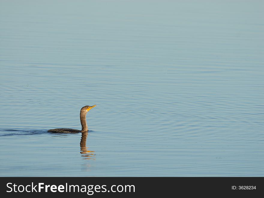 A cormorant swims in the wetland waters within the wildlife refuge. A cormorant swims in the wetland waters within the wildlife refuge.