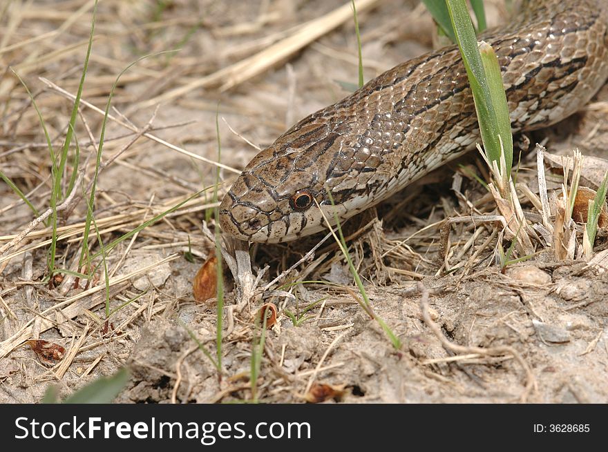 A prairie kingsnake crawling in it's natural grassland habitat. A prairie kingsnake crawling in it's natural grassland habitat.