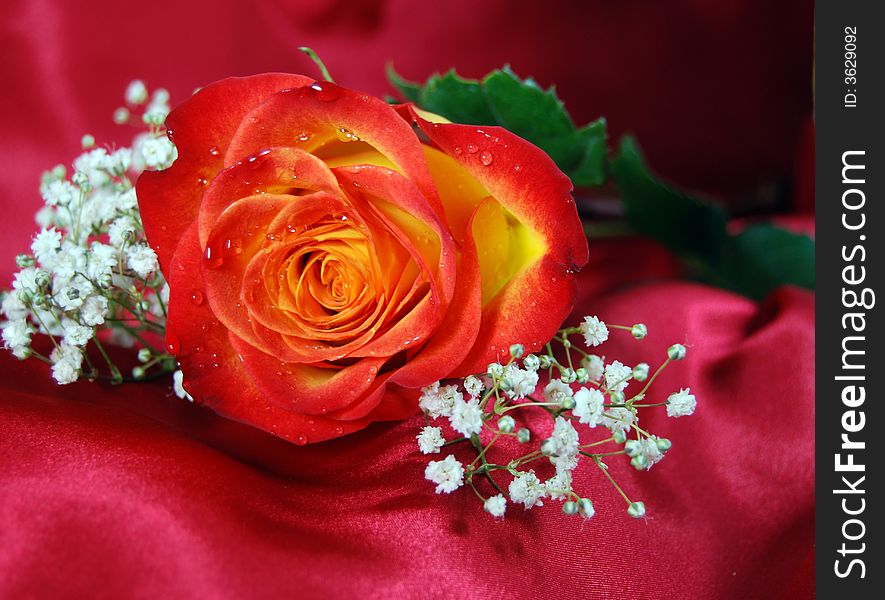 Red and yellow rose with water droplets on petals. Red and yellow rose with water droplets on petals.