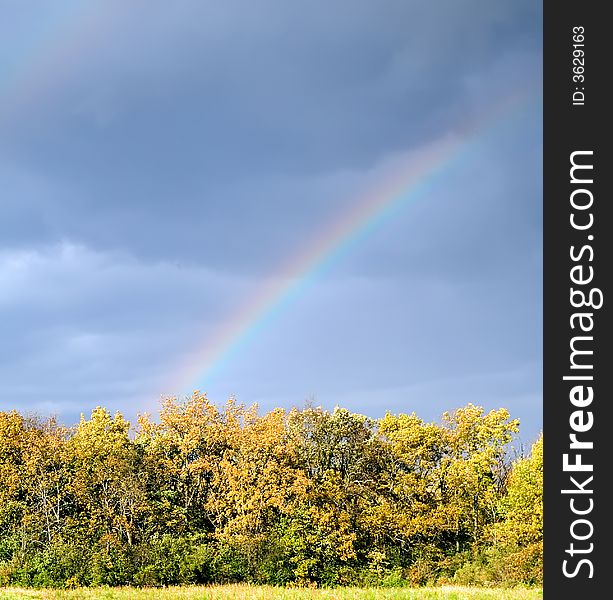 A rainbow ending in a field of golden fall trees. A rainbow ending in a field of golden fall trees