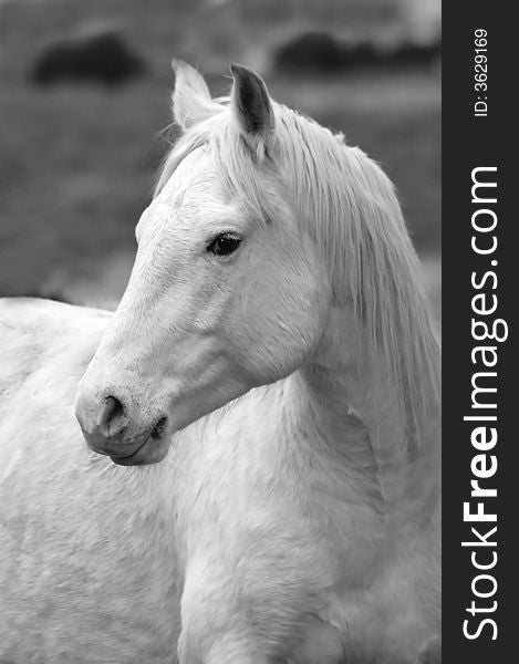 Closeup portrait of white horse with blurred background