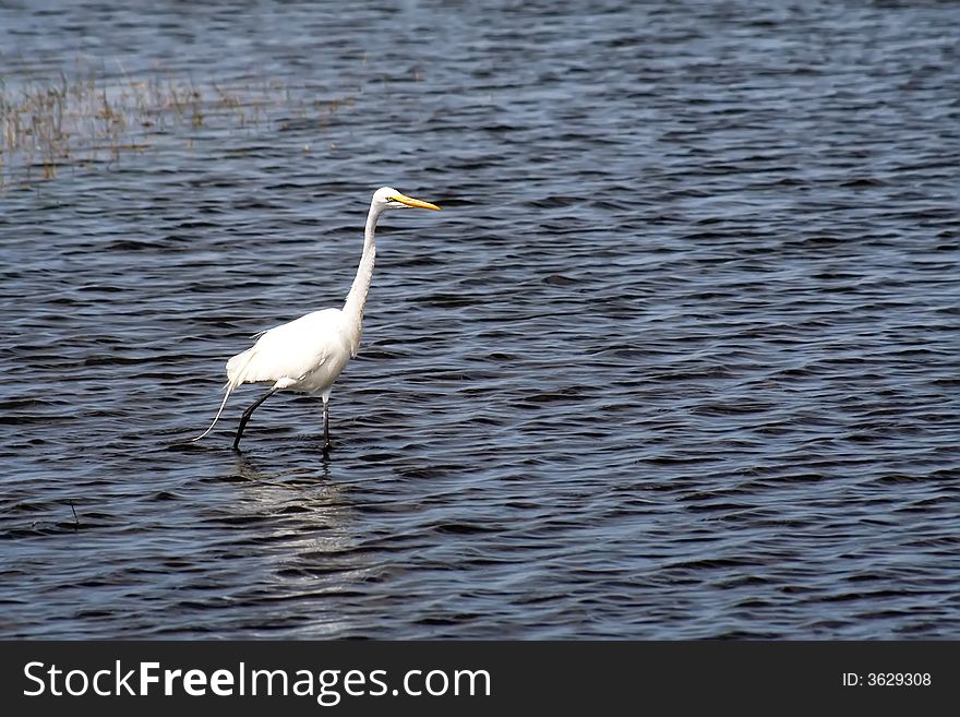 Great White Egret