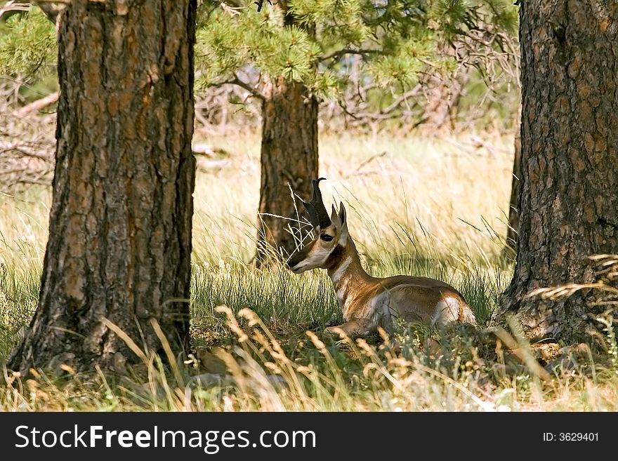 Large male antelope resting in the shade on a hot summer day in Custer State Park, South Dakota. Large male antelope resting in the shade on a hot summer day in Custer State Park, South Dakota