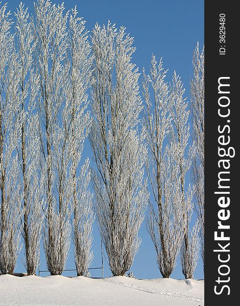 A stand of snow-covered poplar trees against a clear blue sky. A stand of snow-covered poplar trees against a clear blue sky.