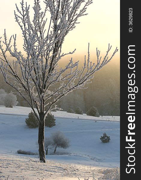 A frost-covered tree against the morning light in winter. A frost-covered tree against the morning light in winter.