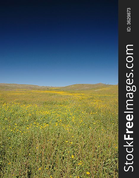 An open field in southern Arizona blooms with yellow wildflowers during the monsoon season. An open field in southern Arizona blooms with yellow wildflowers during the monsoon season.