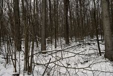 Winter Forest. Royalty Free Stock Photo Winter Forest. Royalty Free Stock Photo