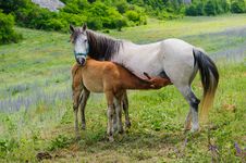 Foal And His Mother Horse, Breastfeeding Royalty Free Stock Photos Foal And His Mother Horse, Breastfeeding Royalty Free Stock Photos