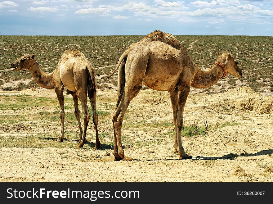 Small camels on the background of the steppe. Small camels on the background of the steppe.