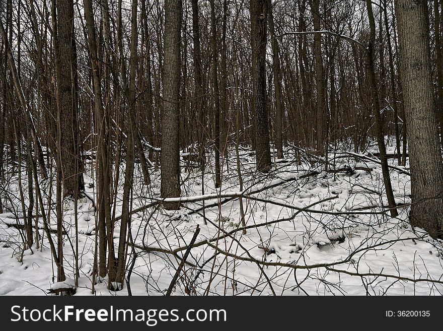 Tree trunks in winter forest, overcast day. Tree trunks in winter forest, overcast day.