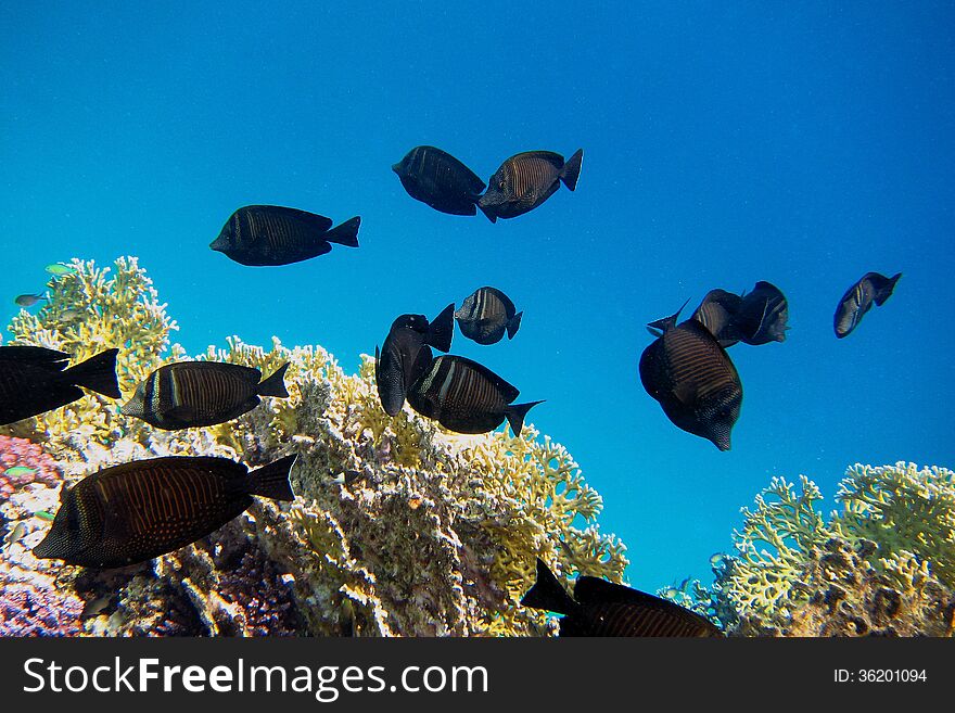 Indian Anglefish Swim