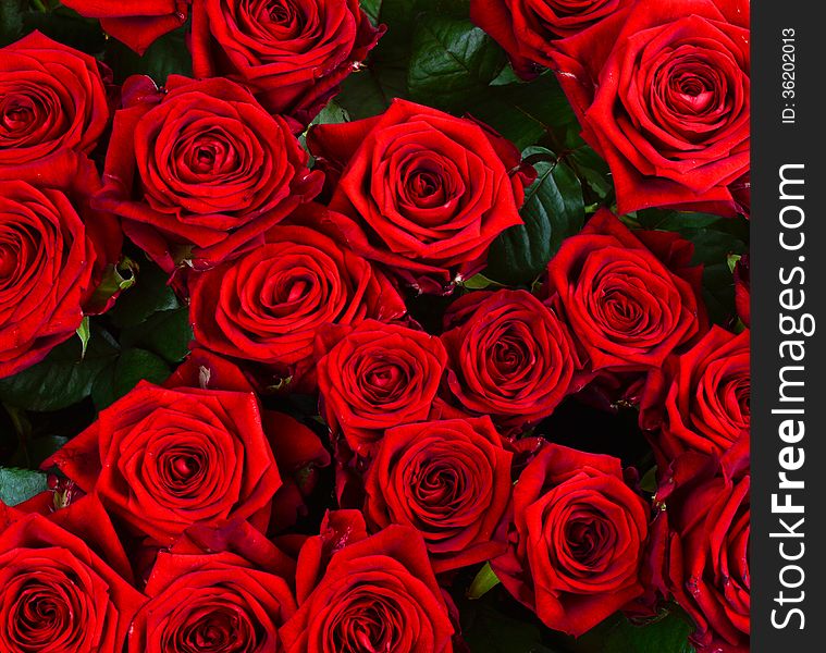 Bouquet of red roses largely. Bouquet of red roses largely