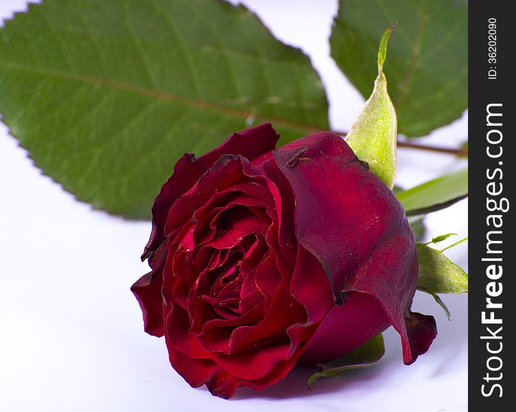 Red rose largely on a white background