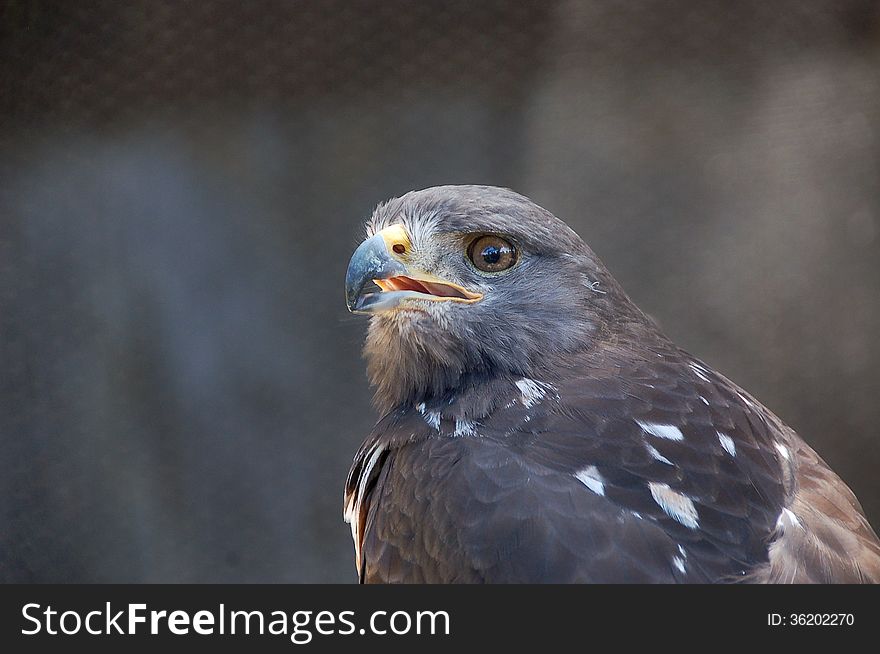 Close up of a jackal buzzard ( Buteo rufofuscus ) at the Radical Raptors bird sanctuary in South Africa.