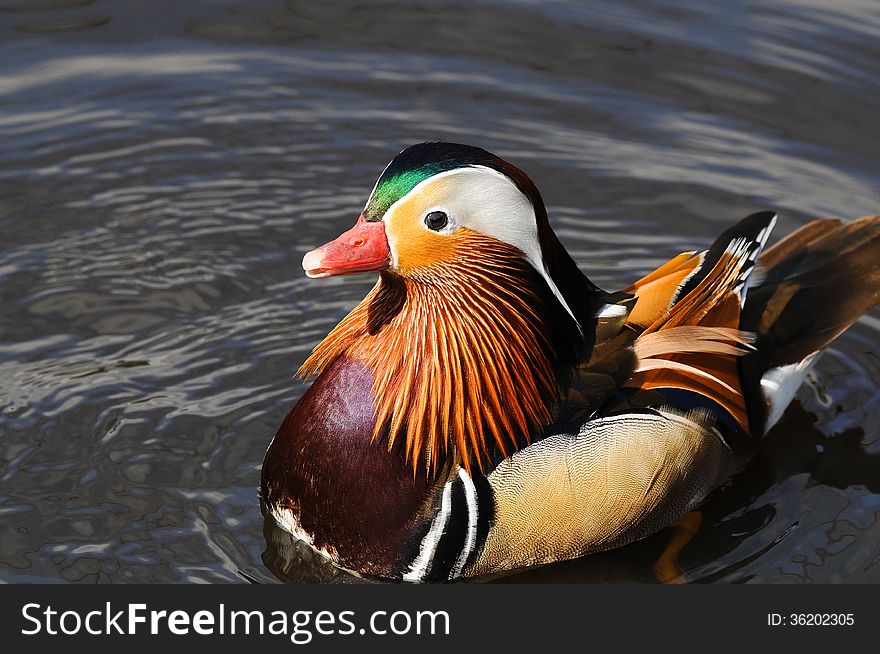 Beautiful Mandarin Duck Close Up