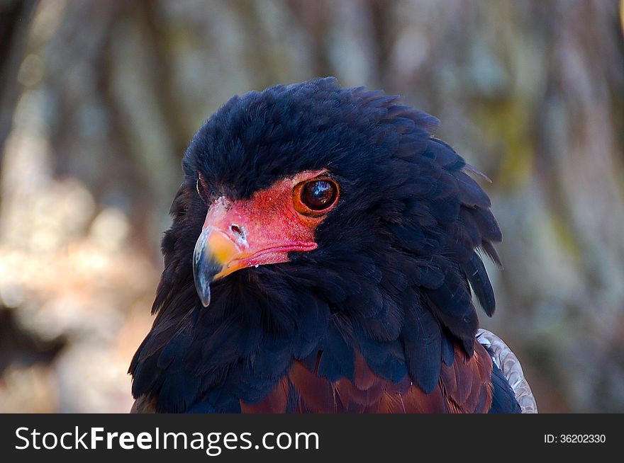 Bateleur eagle &#x28; Terathopius ecaudatus &#x29