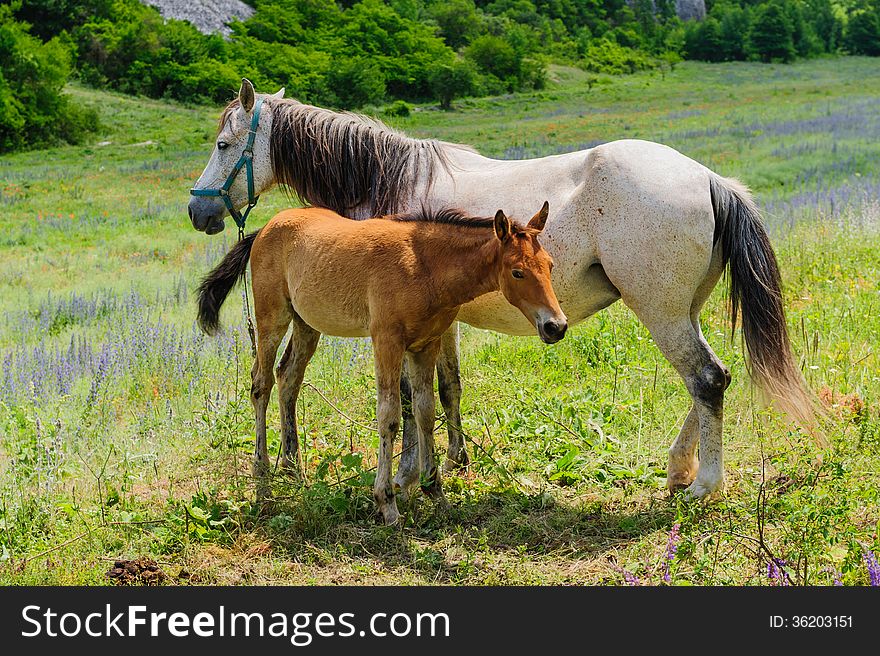 Mother Horse gives breastfeeding to his young foal. Mother Horse gives breastfeeding to his young foal