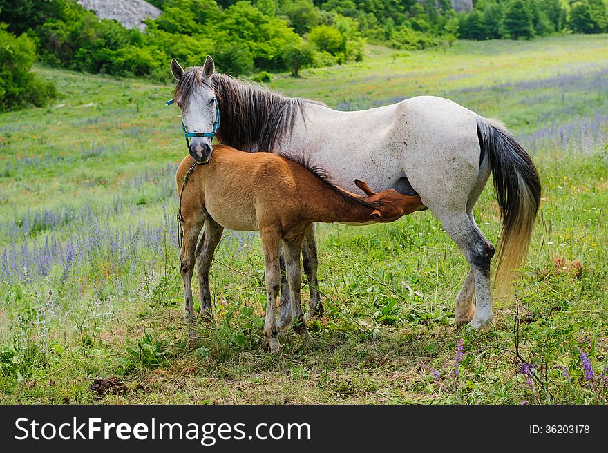 Foal And His Mother Horse, Breastfeeding