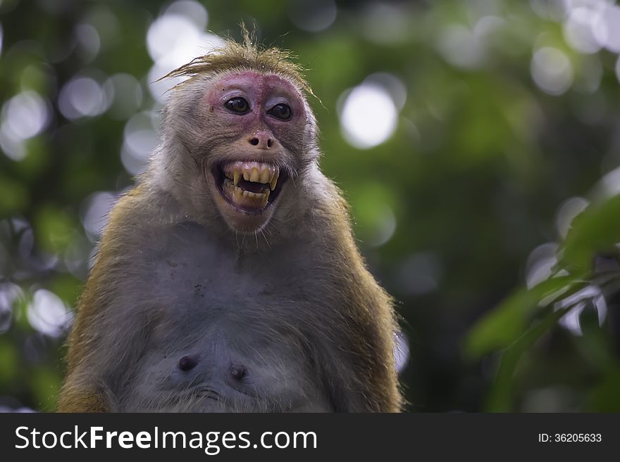 Toque macaque in Sri Lanka jungle. Toque macaque in Sri Lanka jungle