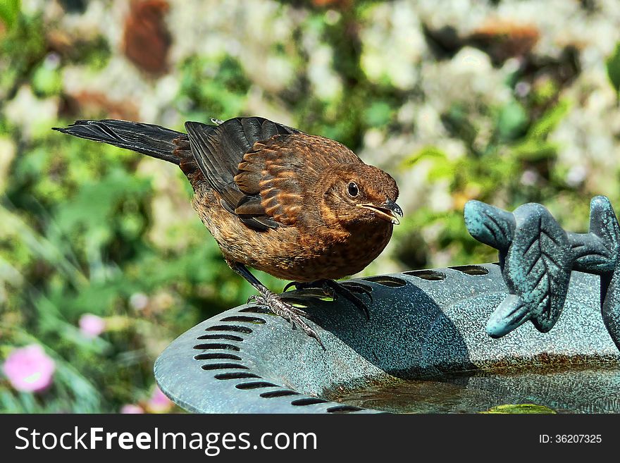 Female blackbird taking a drink at a garden birdbath. Female blackbird taking a drink at a garden birdbath.