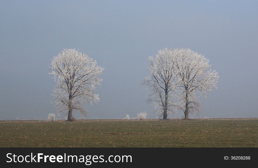 Frost autumn landscape - trees like ghosts on a field