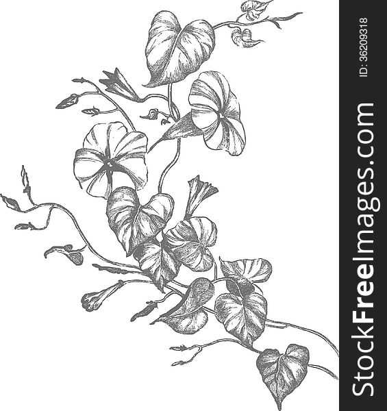 Vector drawing of a flower. Vector drawing of a flower