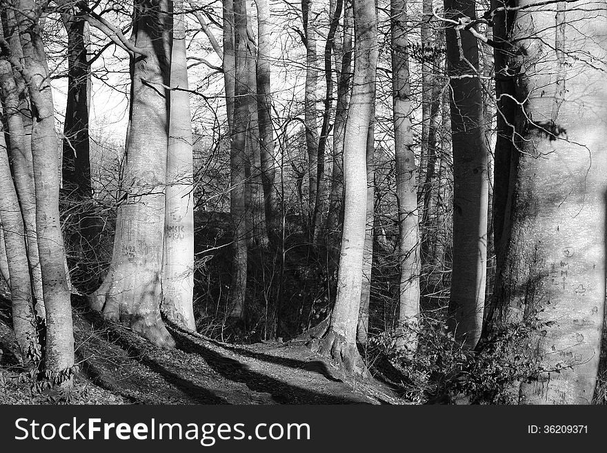 Trees In Forest
