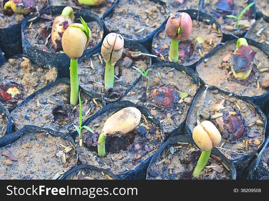 Green sprout growing from seed in field