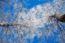 Trees In The Winter Covered With Snow Stock Photos