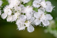 White Flowers Are Covered With Hoarfrost Royalty Free Stock Images