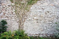 Tree On The Wall Stock Images Tree On The Wall Stock Images