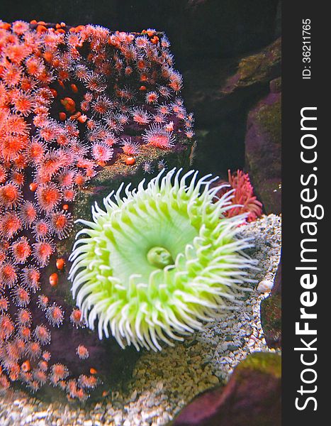 A bright yellow sea anemone in a salt water aquarium