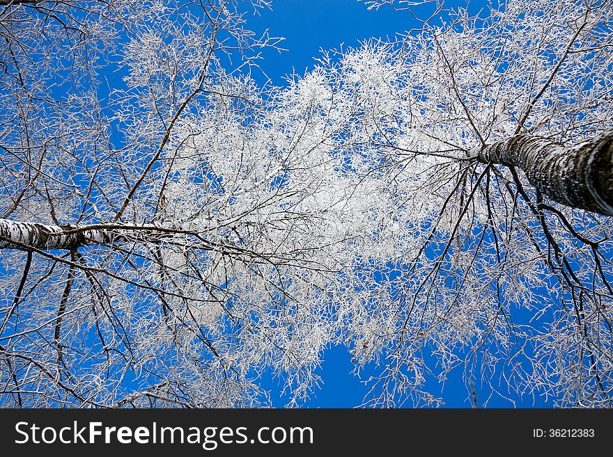 Trees In The Winter Covered With Snow