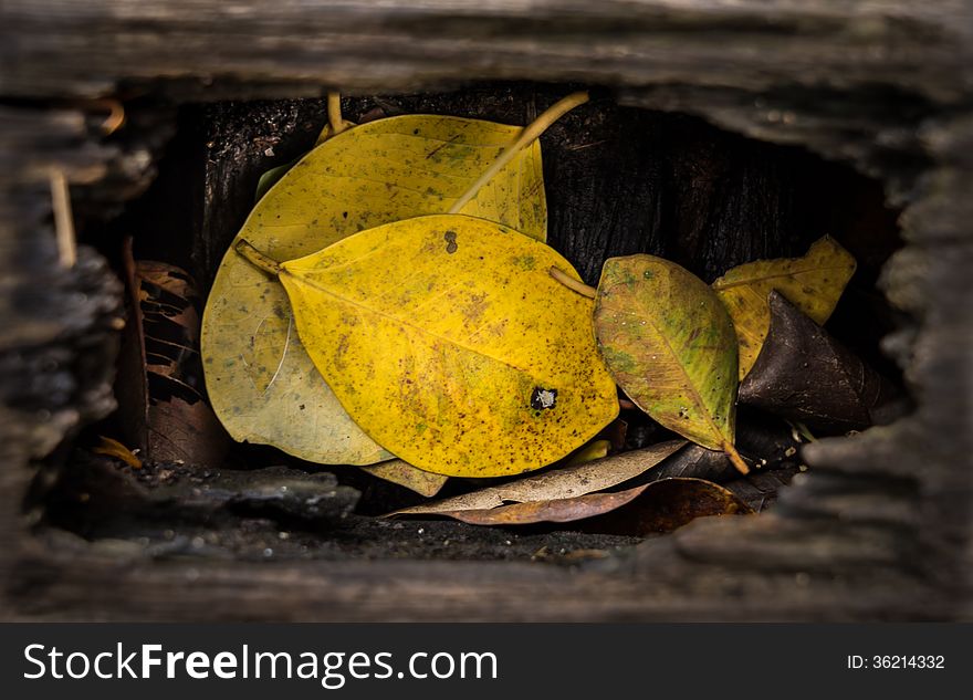 Yellow leaf in a wood hole. Yellow leaf in a wood hole