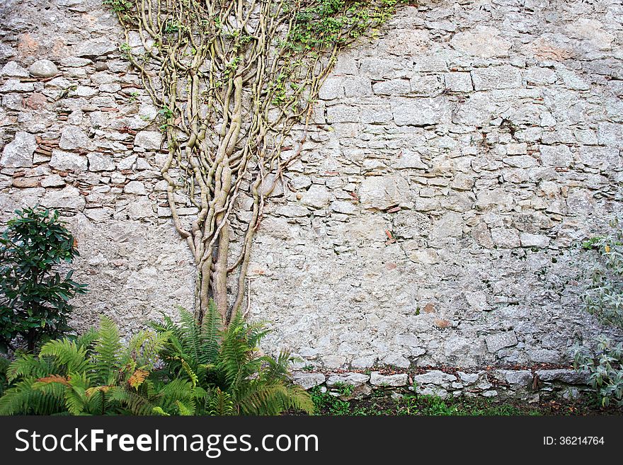 Nice green ivy tree on old stone wall with free space. Nice green ivy tree on old stone wall with free space